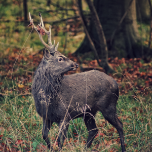 Sika deer in rut