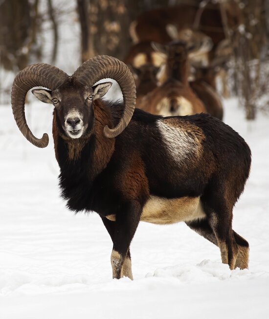 Mouflon in winter