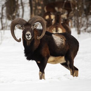 Mouflon in winter