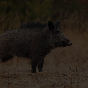 Wild boar in night