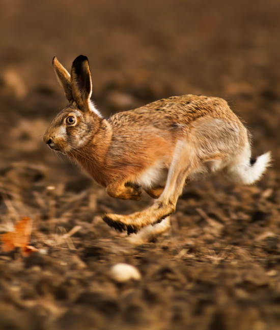 Hare hunting