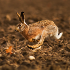 Hare hunting