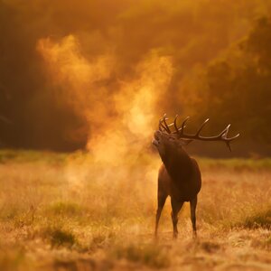 Red deer in rut