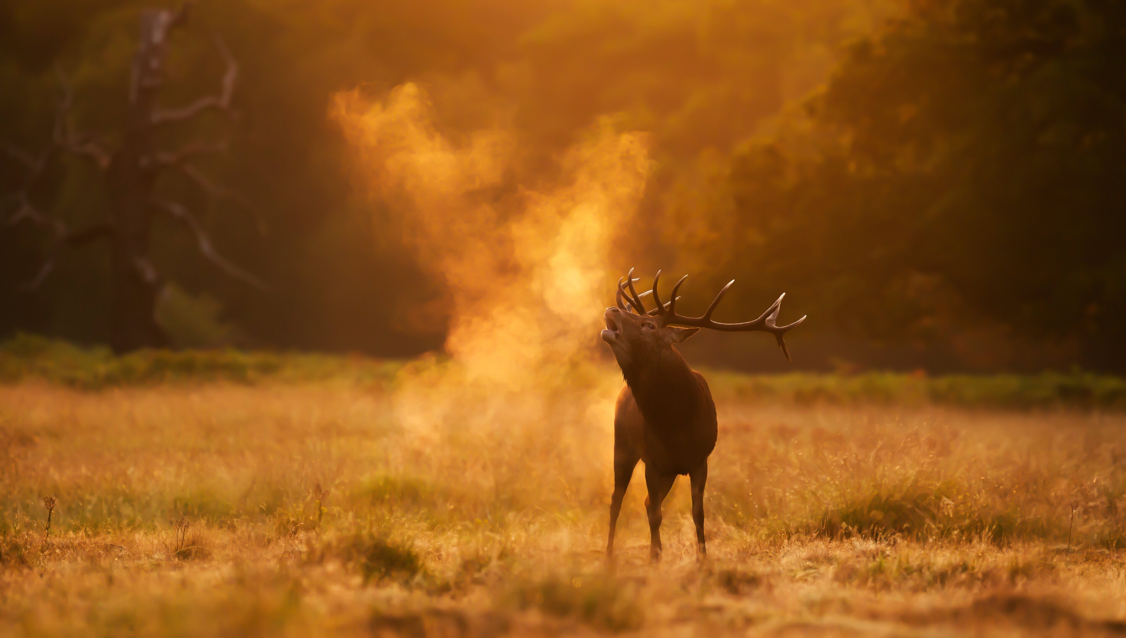 Red deer in rut