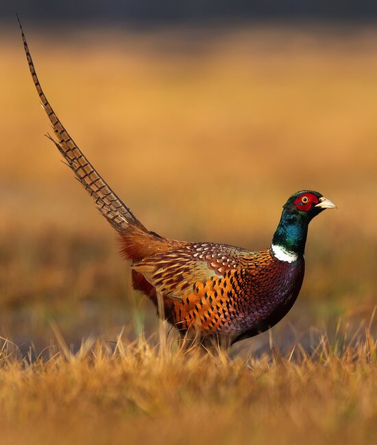 Pheasant hunting