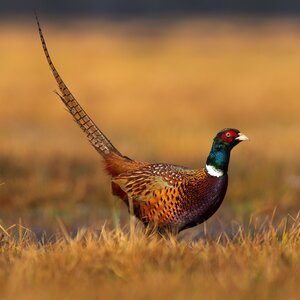 Pheasant hunting