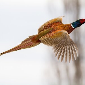 Pheasant hunting