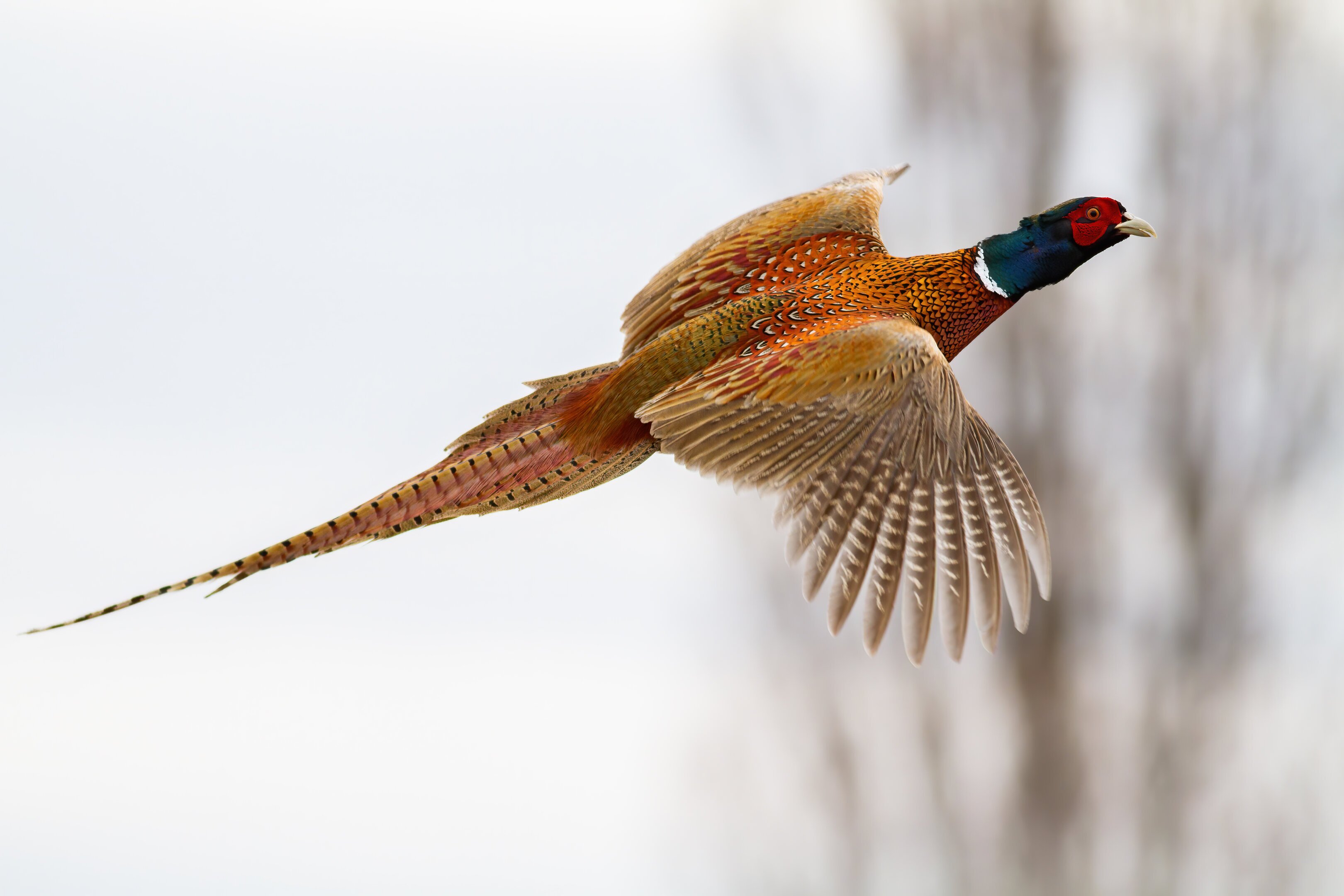 Pheasant hunting